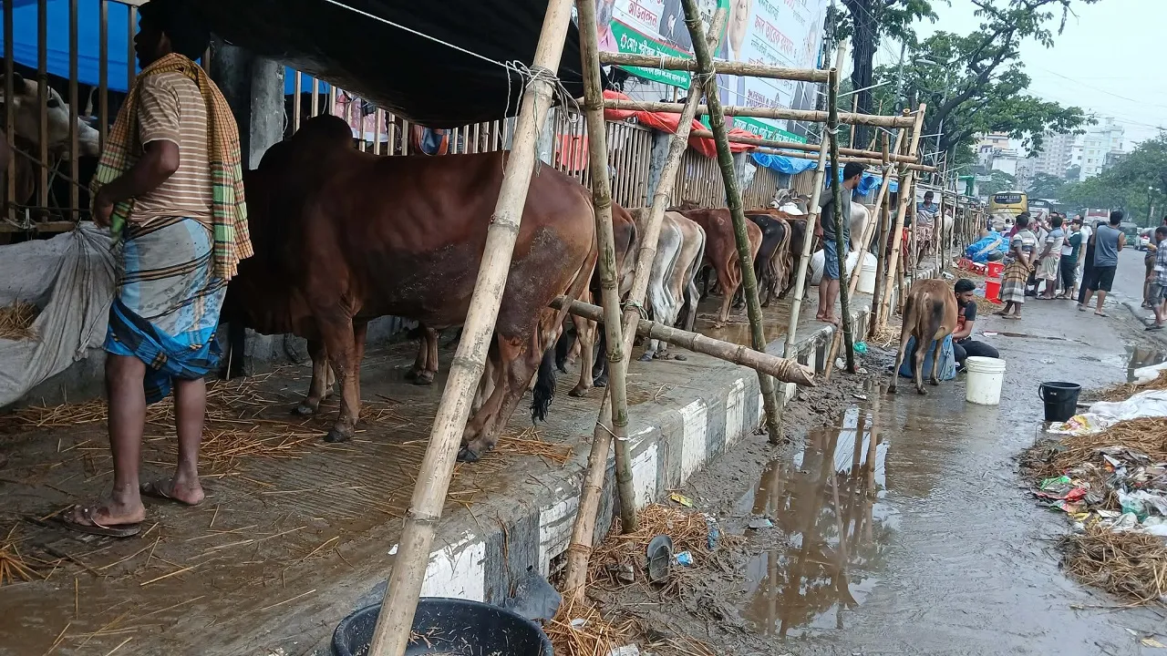 cow-1_20260525_180012696